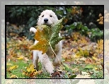 Liść, Klonu, Golden Retriever