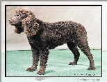 Amerykański spaniel dowodny